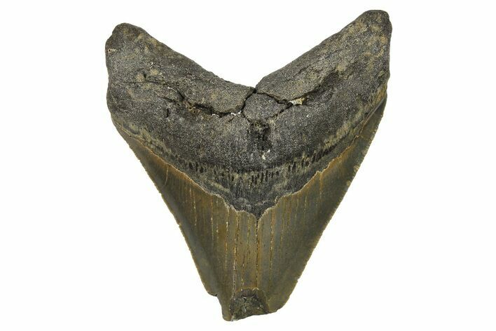 Bargain, Fossil Megalodon Tooth - Serrated Blade #296430